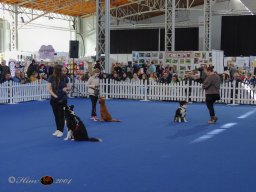 Haustiermesse am 1.03.2026